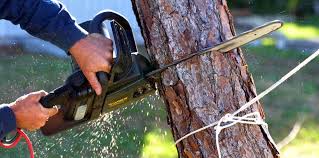 Best Palm Tree Trimming  in Booker, TX