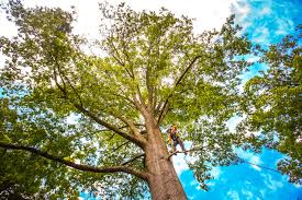Trusted Booker, TX Tree Services Experts