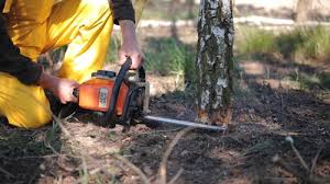 Best Emergency Tree Removal  in Booker, TX