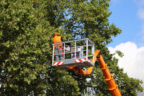 Best Tree Planting  in Booker, TX