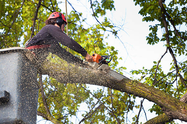 Best Utility Line Clearance  in Booker, TX
