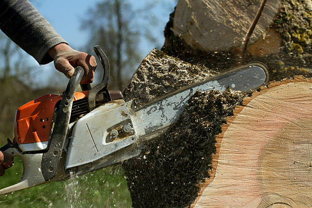 Best Tree Cabling and Bracing  in Booker, TX