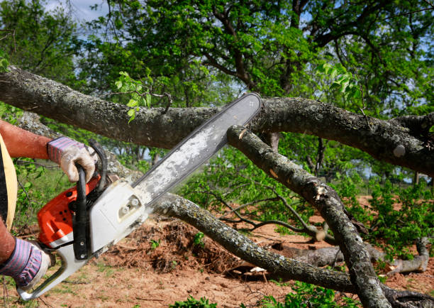 Best Tree Maintenance Programs  in Booker, TX